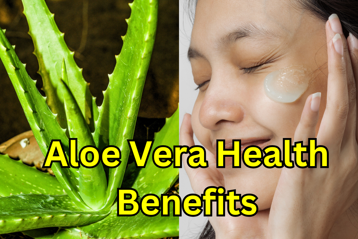 Aloe vera plant