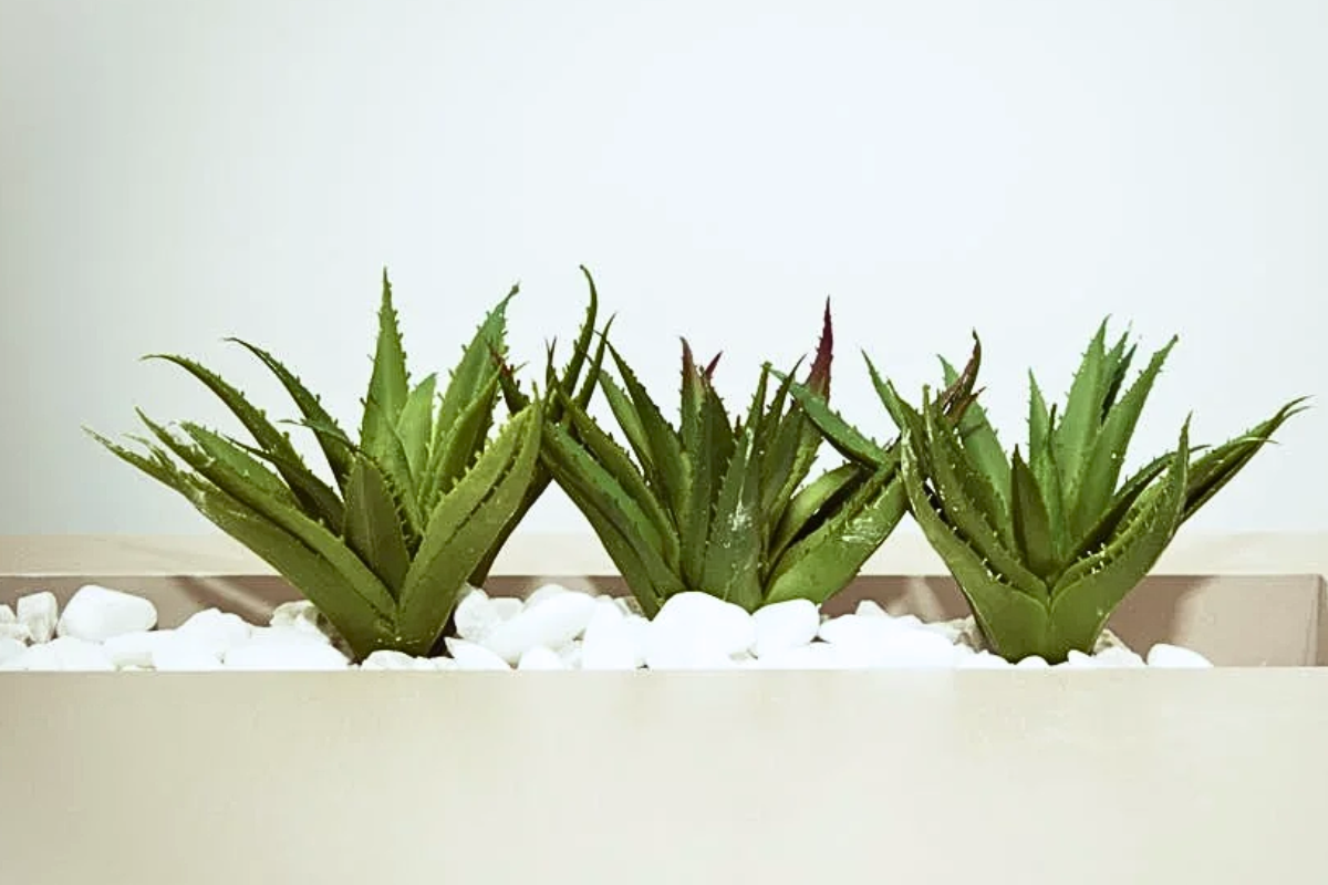 aloe vera plants