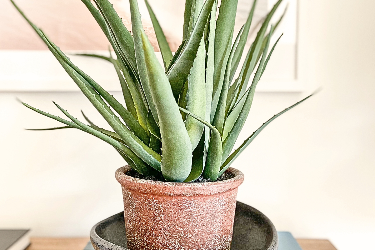 aloe vera