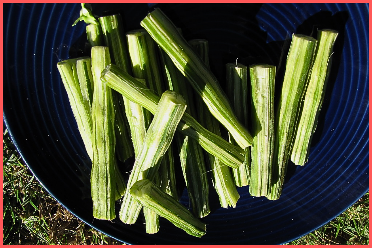 Moringa powder benefits Moringa powder drum sticks