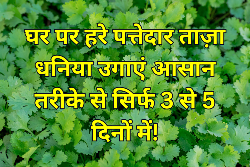 dhaniya ghar par kaise ugaye