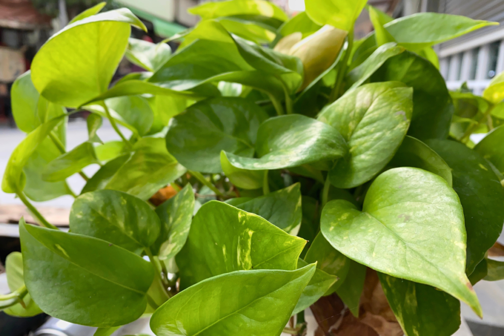 money plant